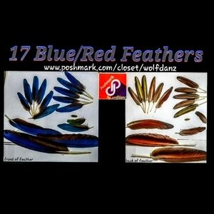 Feathers - Blue Front Red Back - 17 Ranging From Tiny To Medium